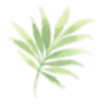 Les feuilles tropicales 2