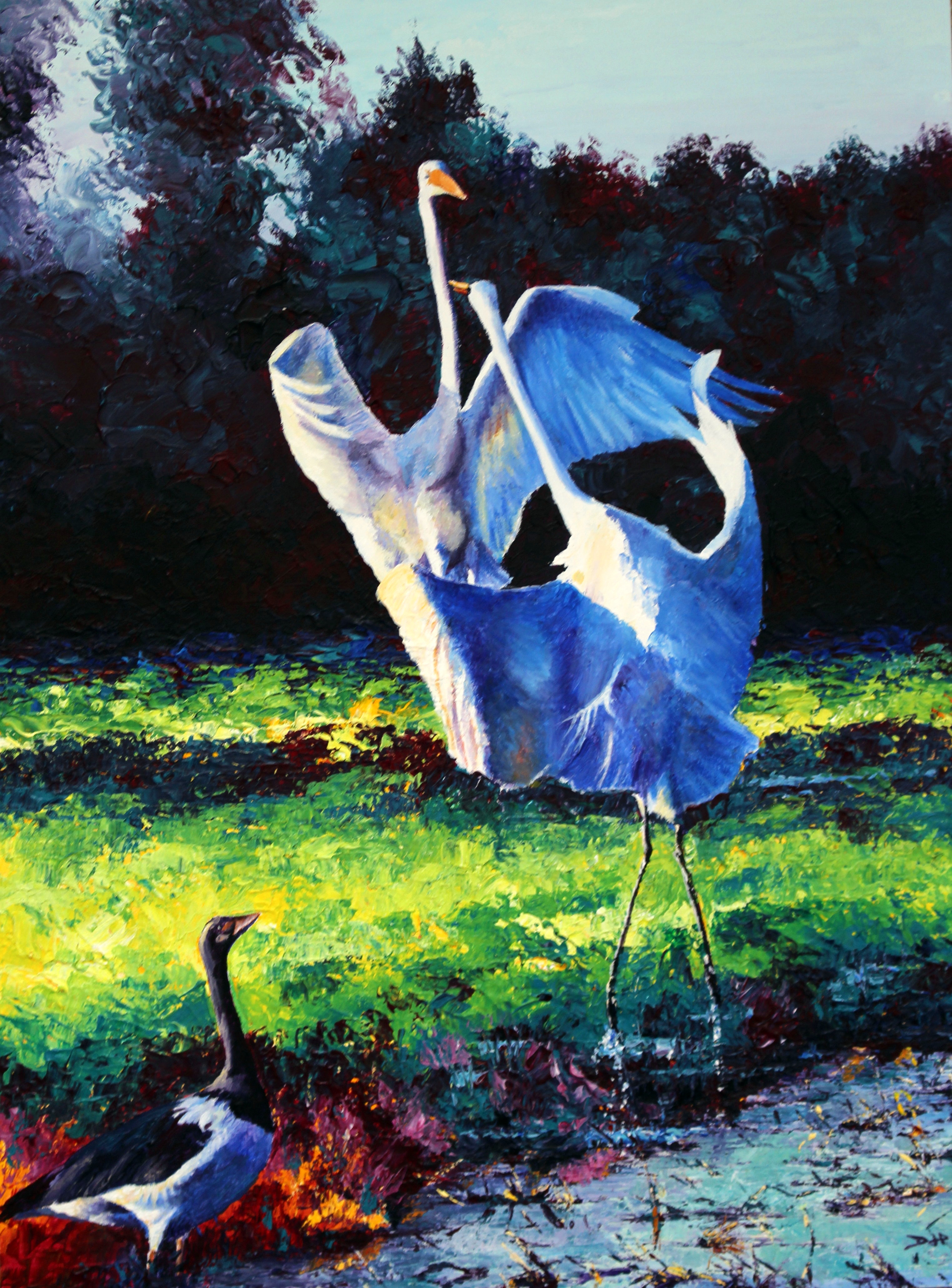 Battling Egrets