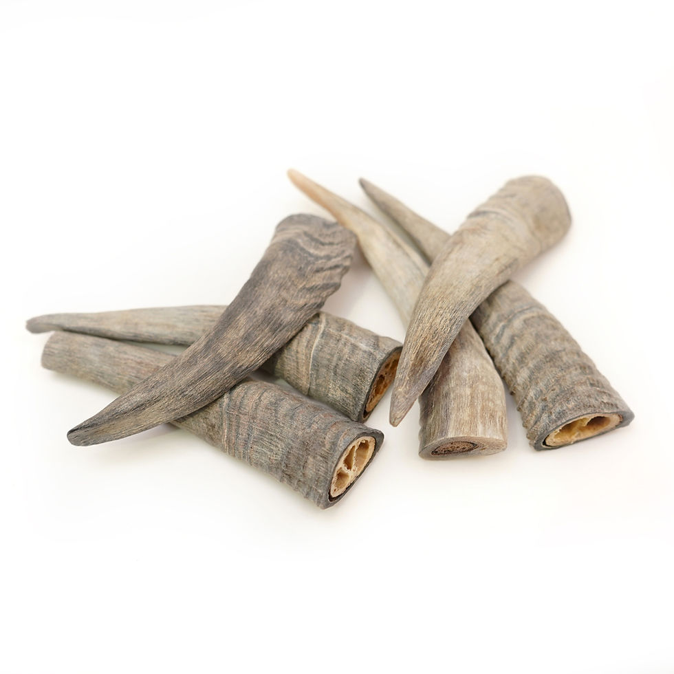 Thumbnail: Herders Choice Chews - Dried Goat Horn Mini 2-3pc (山羊角"微型"2-3支裝 80-100G)