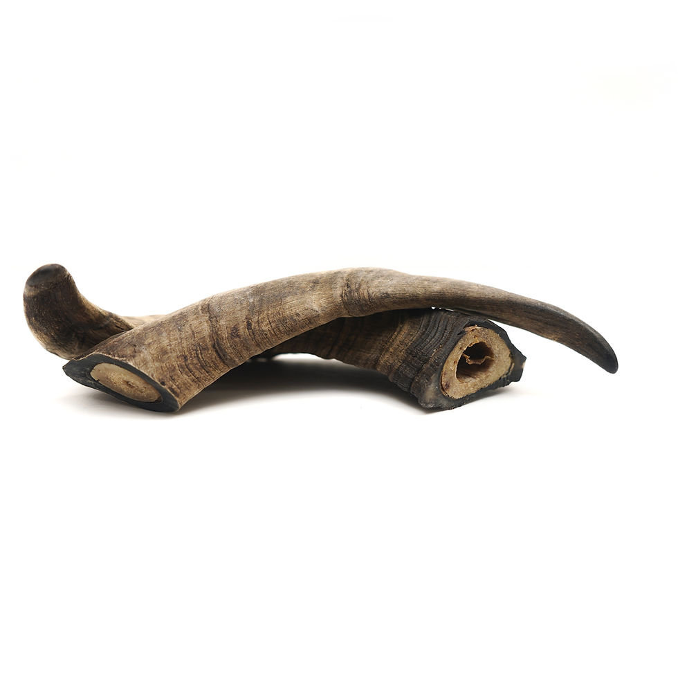 Thumbnail: Herders Choice Chews - Dried Goat Horn Bulk Pack 5-6pc (山羊角"小至中型" 500gm)