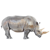 Rhino