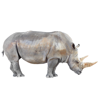 Rinoceronte