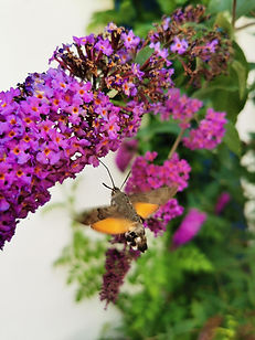 door Marjolein Moeijes27.jpg