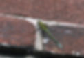 insect1.jpg