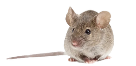 Souris commune