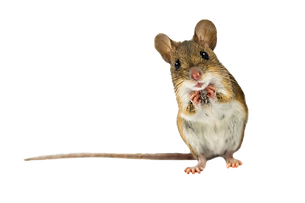 Souris Sylvestre