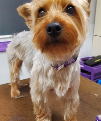 Recent Nail Trim Rehab Graduate