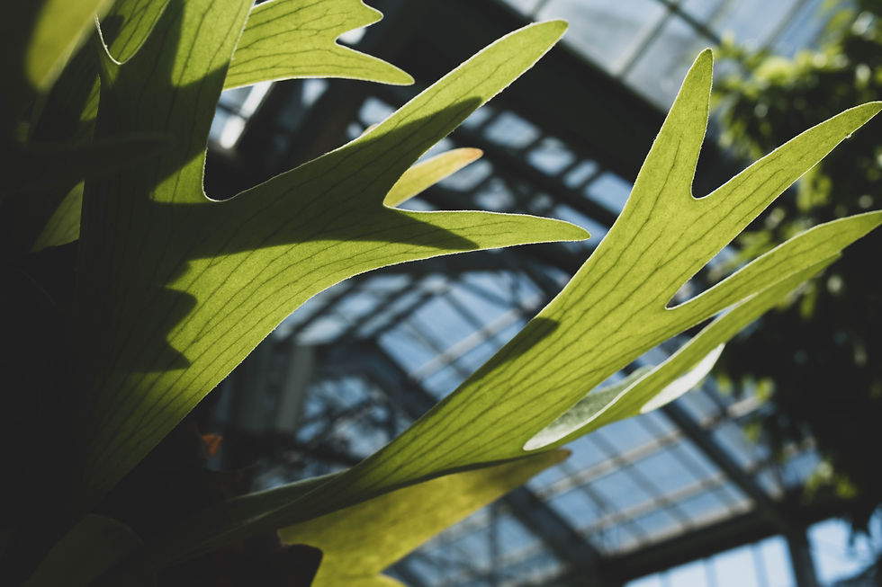 Thumbnail: Staghorn Fern