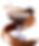 burgerjoint.png