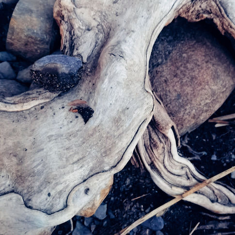 Composition Branche Marine_edited.jpg