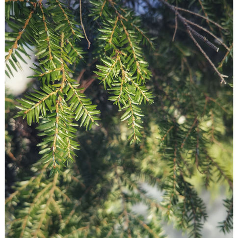 Bonjour l'herbier