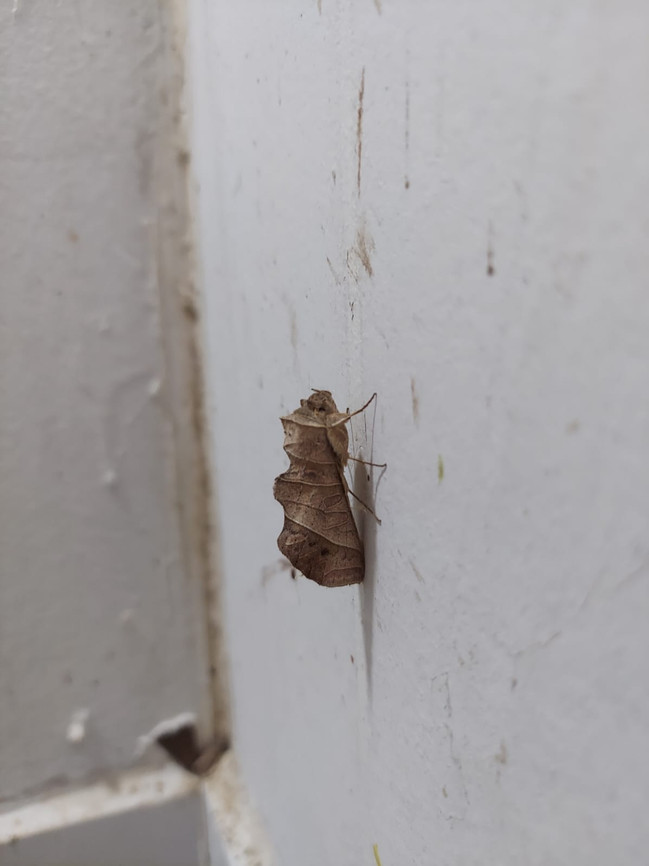 Cool moth