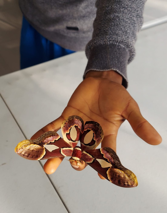 Cool moth (with see through sections in it's wings!)
