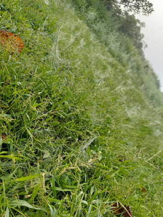 Spider webs in the morning dew