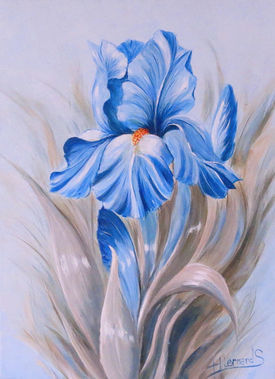Iris
