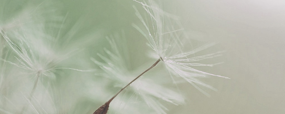 Dandelion Parachute Seed