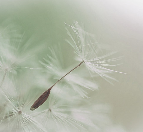 Dandelion Parachute Seed