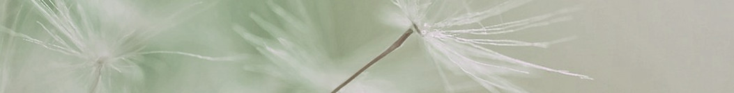 Dandelion Seed Closeup