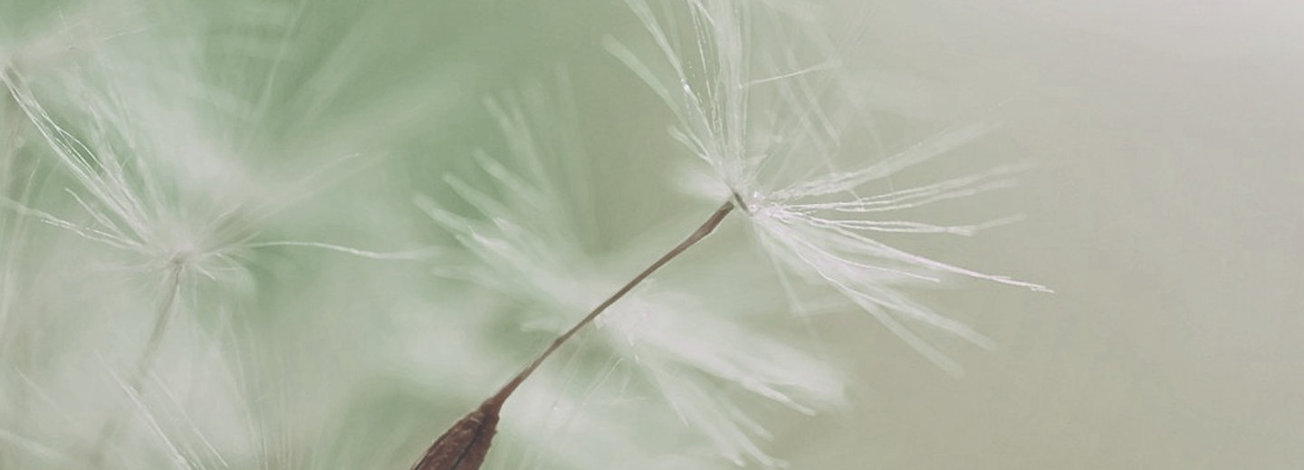 Dandelion Parachute Semente
