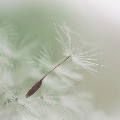 Dandelion Parachute Seed