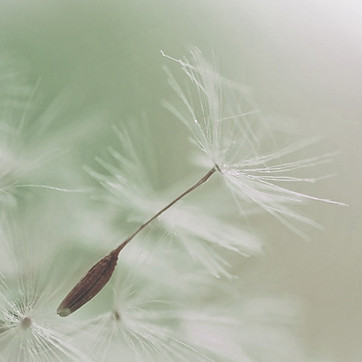 Dandelion Parachute Seed