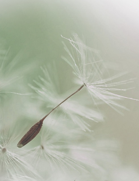 Löwenzahn Fallschirm-Seed