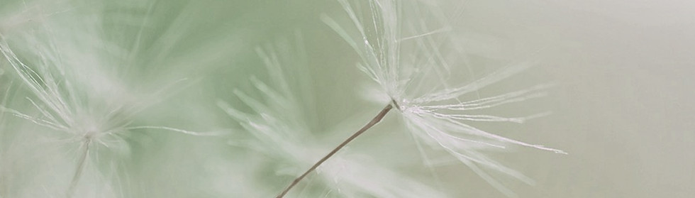 Dandelion Parachute Seed