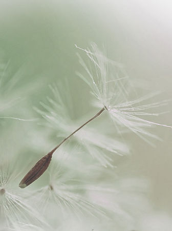 Pissenlit Parachute semences