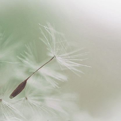 Dandelion Parachute Seed