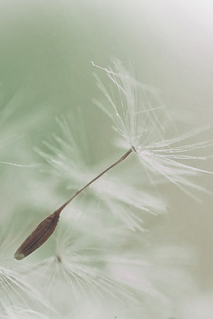 Dandelion Parachute Seed