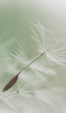 Dandelion Parachute Seed