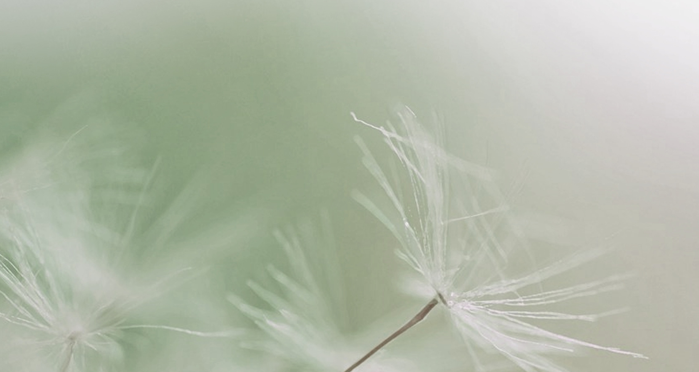 Dandelion Parachute Seed