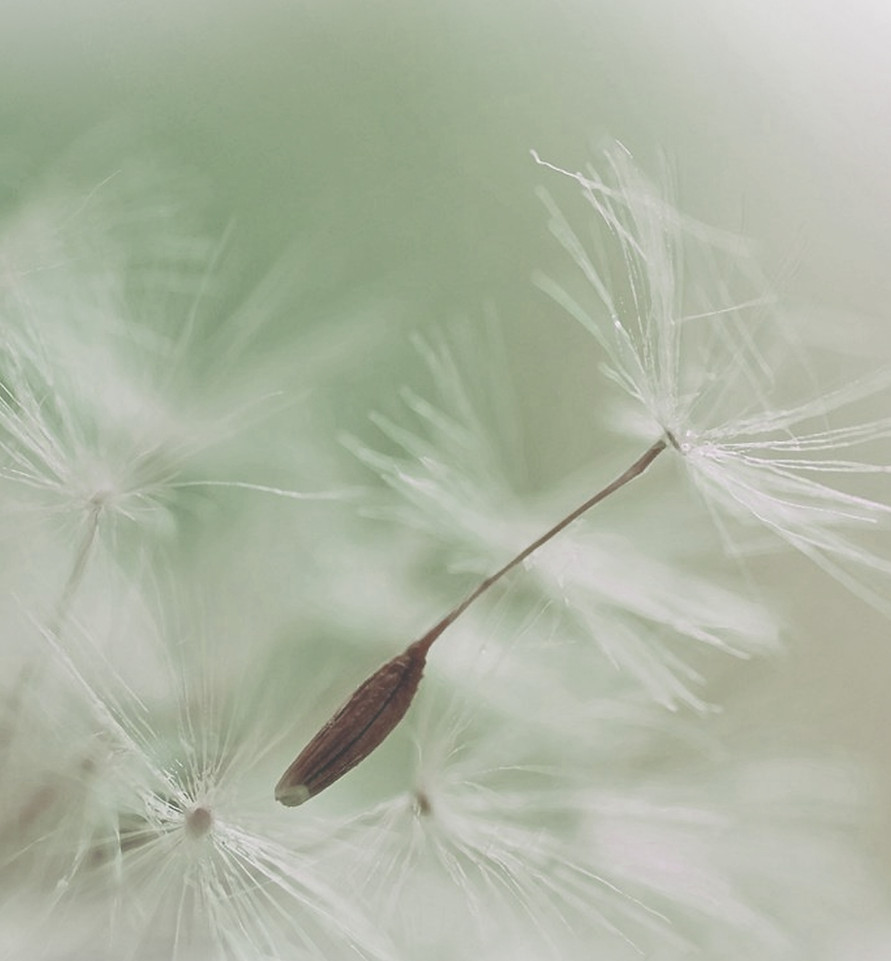Dandelion Parachute Seed