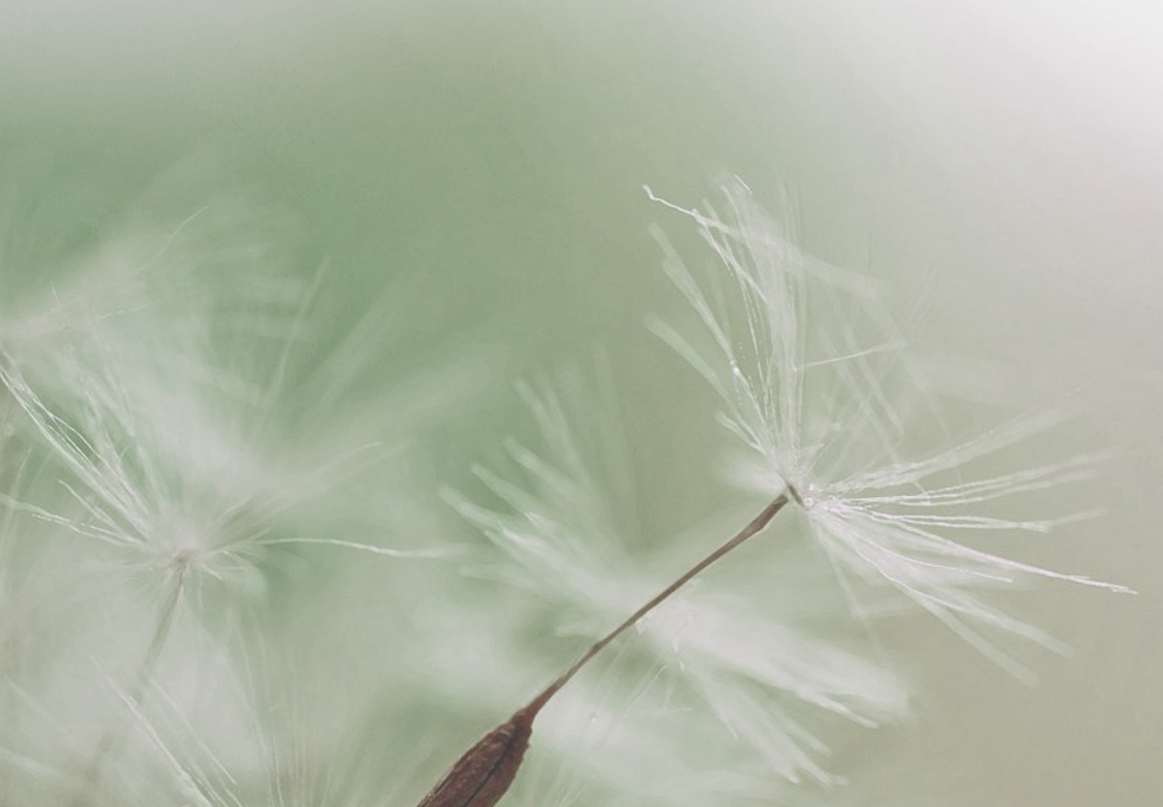 Dandelion Parachute Seed