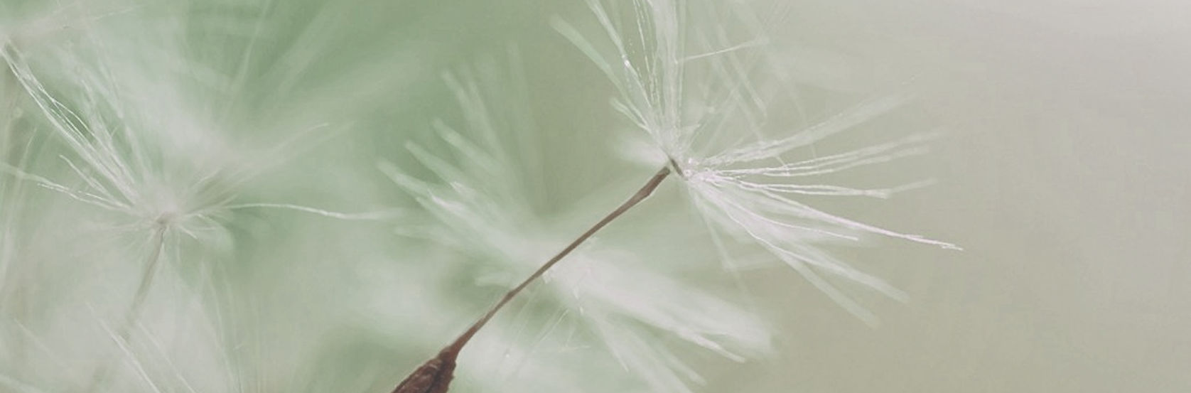 Dandelion Parachute Seed