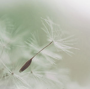 Dandelion Parachute Seed