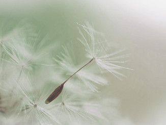 Dandelion Parachute Seed