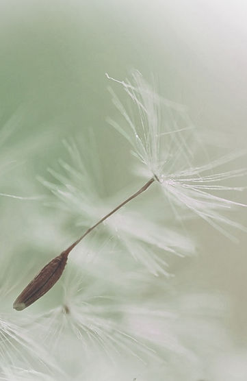 Dandelion Parachute Seed