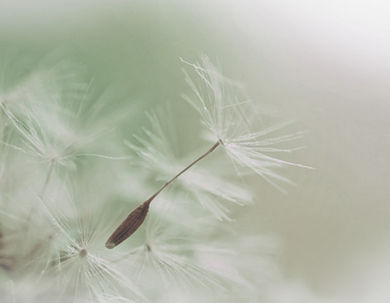 Dandelion Parachute Seed