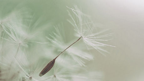 Dandelion Parachute Seed