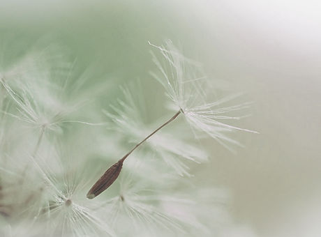 Dandelion Parachute Seed