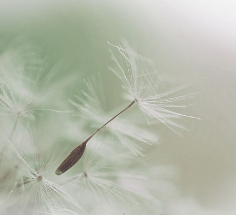 Dandelion Parachute Seed