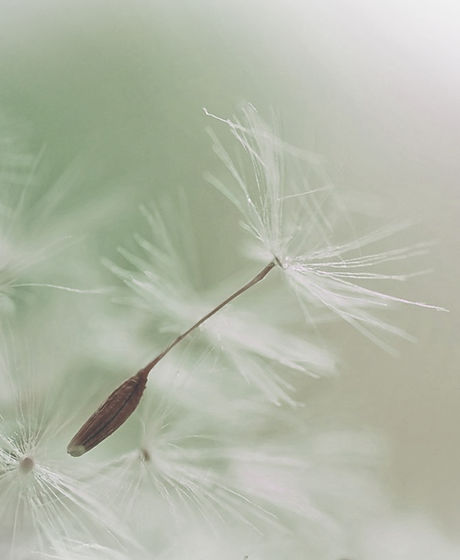 Dandelion Parachute Seed