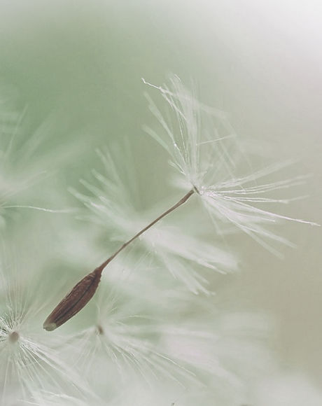 Dandelion Parachute Seed