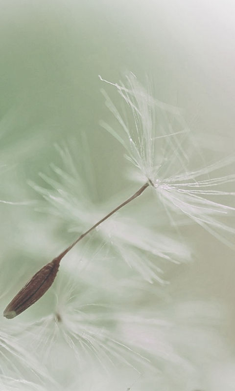 Dandelion Parachute Seed