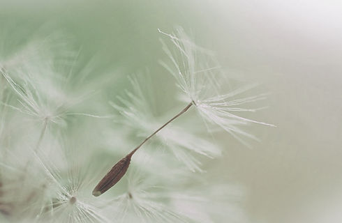 Dandelion Parachute Seed