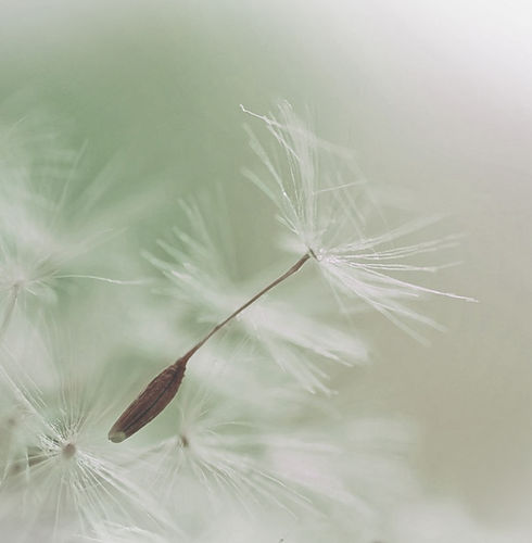 Dandelion Parachute Seed