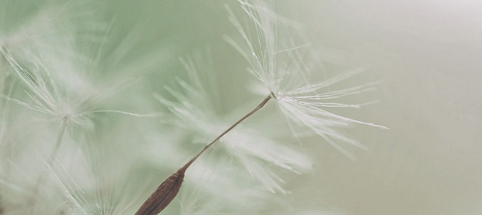 Dandelion Parachute Seed