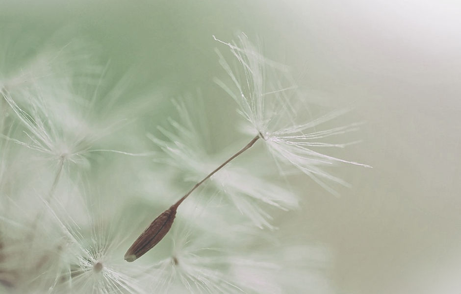 Dandelion Parachute Seed