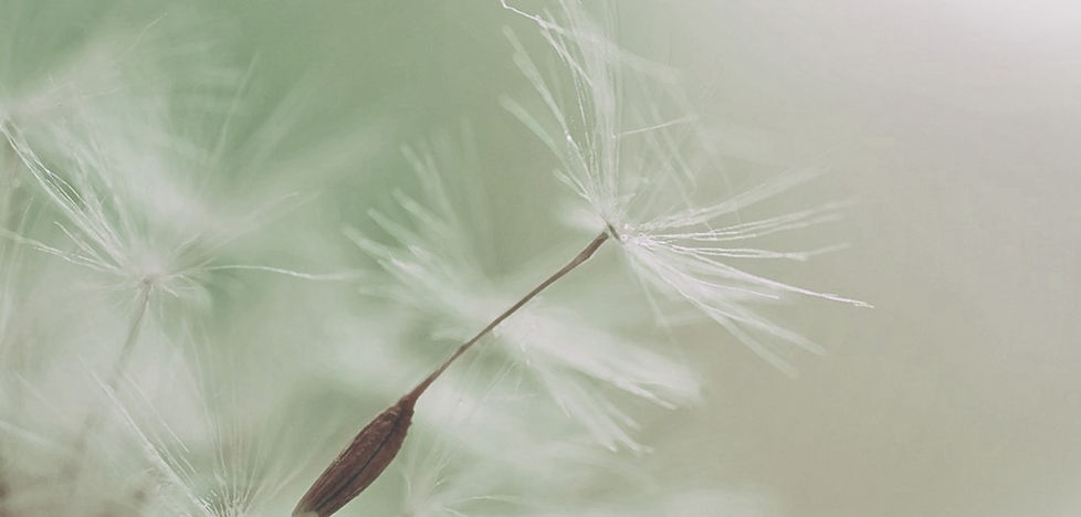 Dandelion Parachute Seed